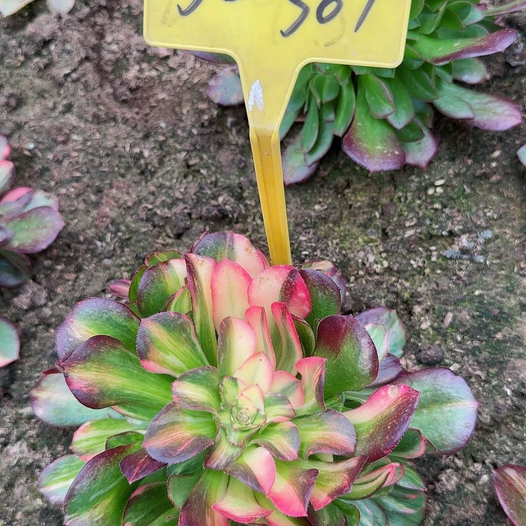 5-381---多头多肉植物