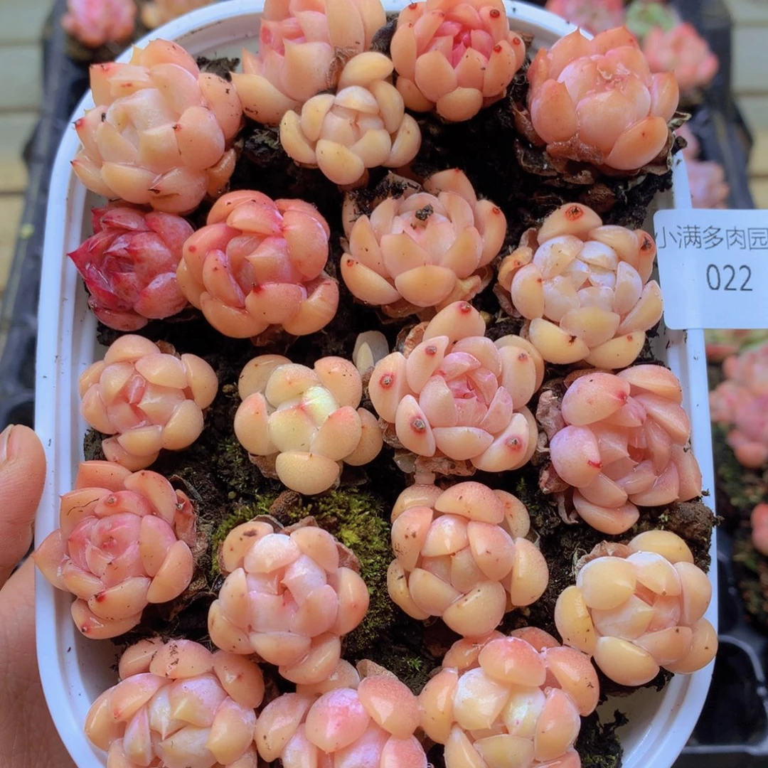 我要去看你了啊我022