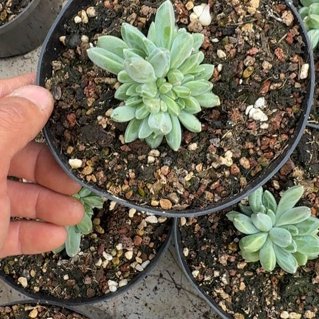 一****获雨花石群生耕耘