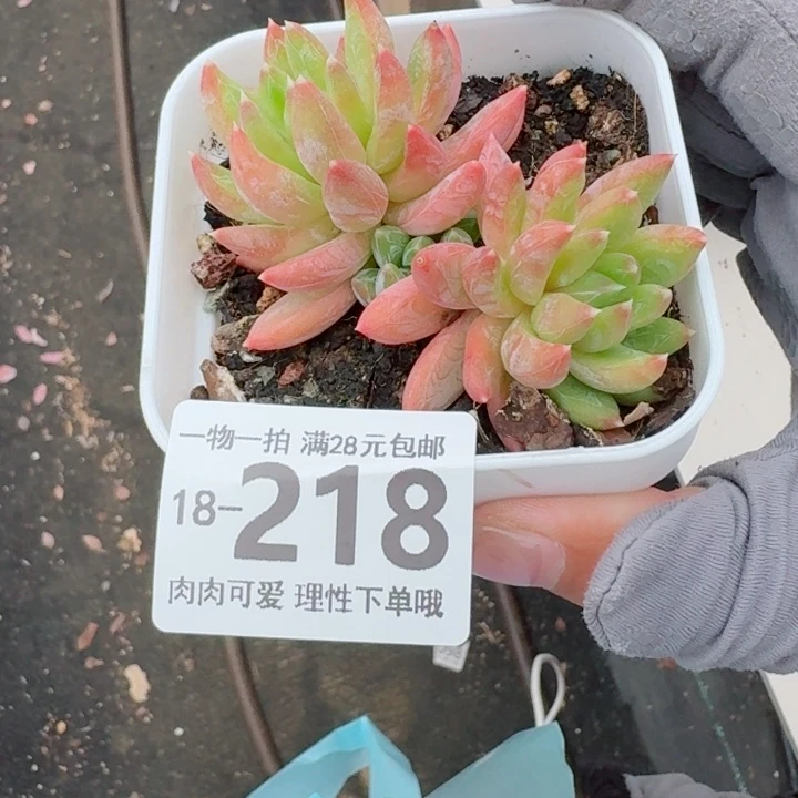 重楼多肉无盆土发货多