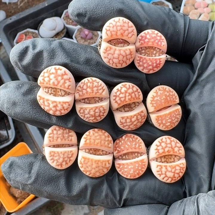 生石花1111。    56