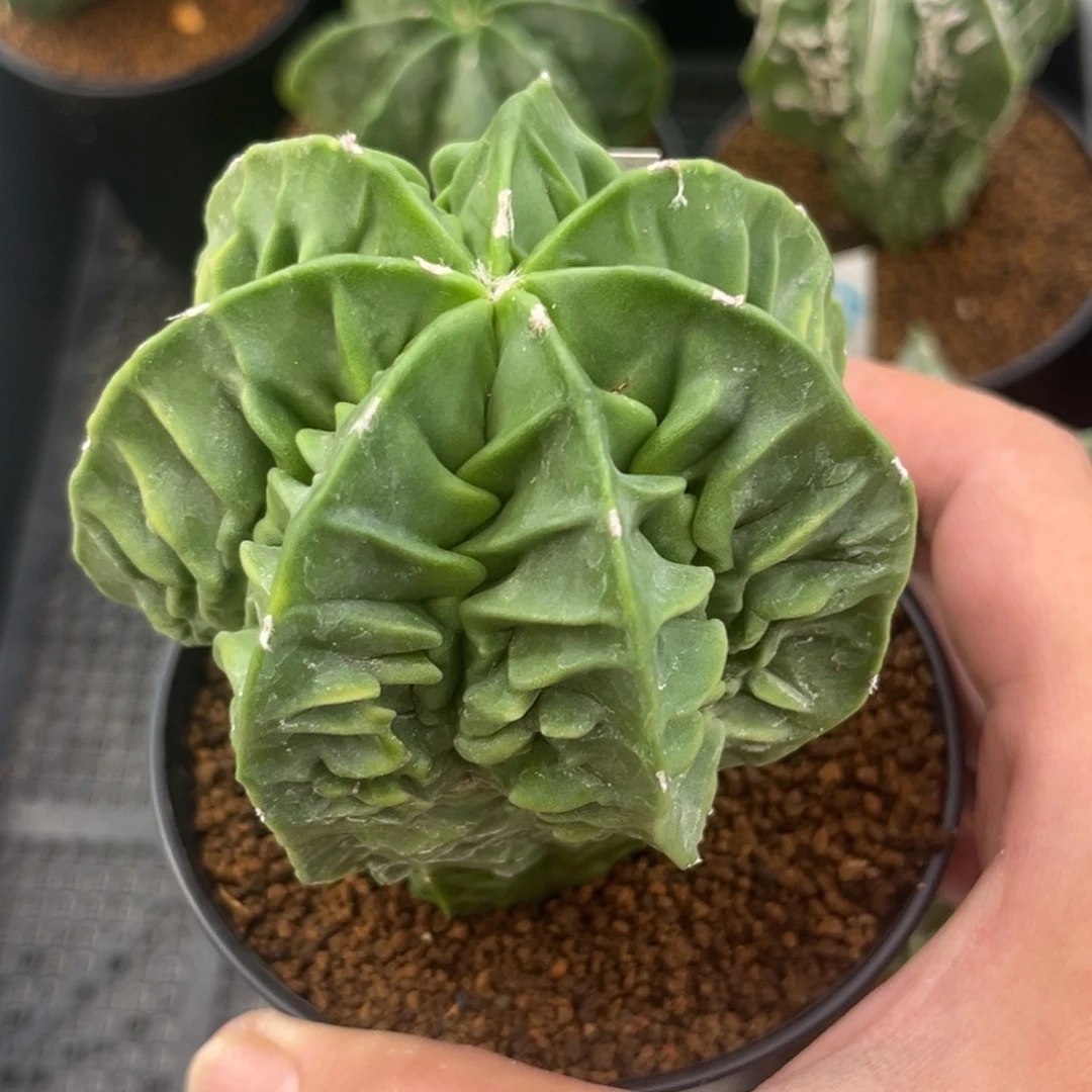 39实生核桃鸾凤玉带盆带土