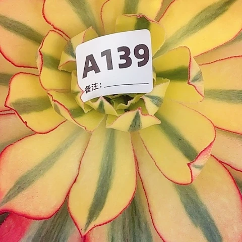 【闪购商品】沈*霞139！12345678