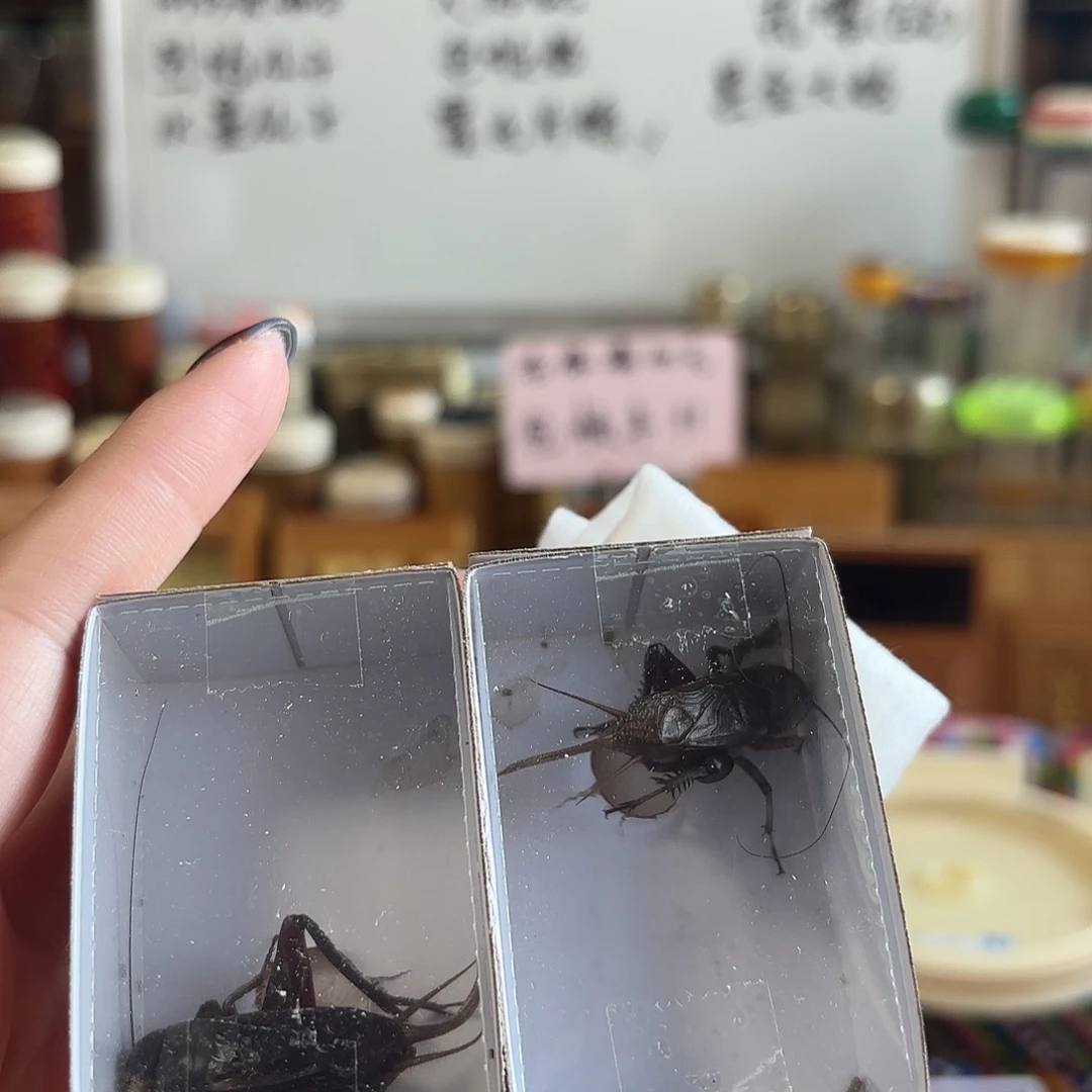 两条混血不包断须尾