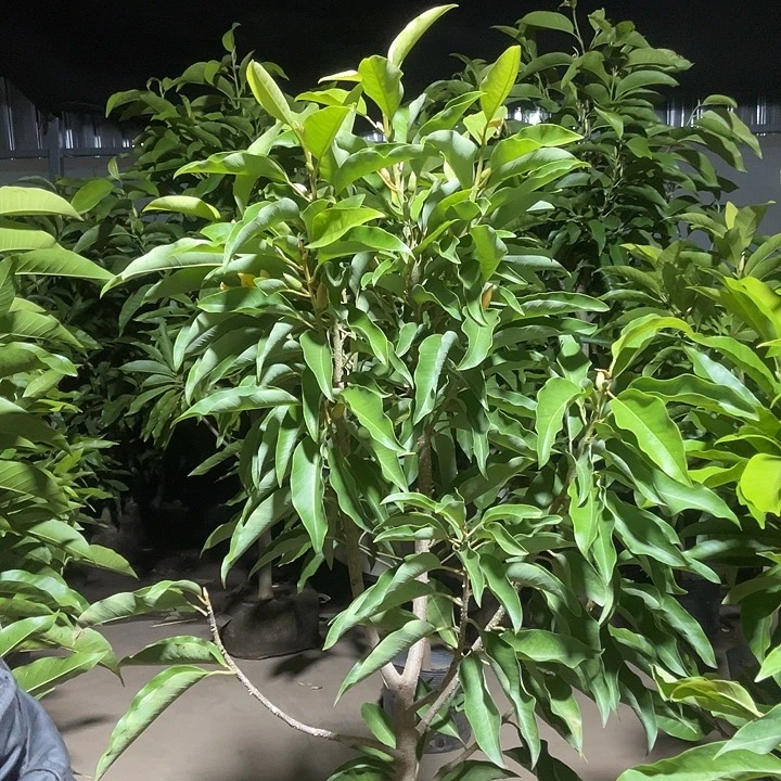 完全开放黄兰花90价位