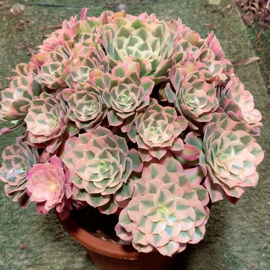 男神捧花，多肉植物