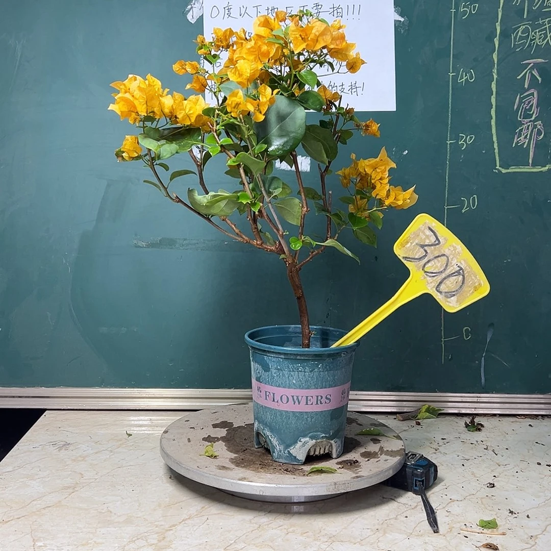 完全开放加州黄金300