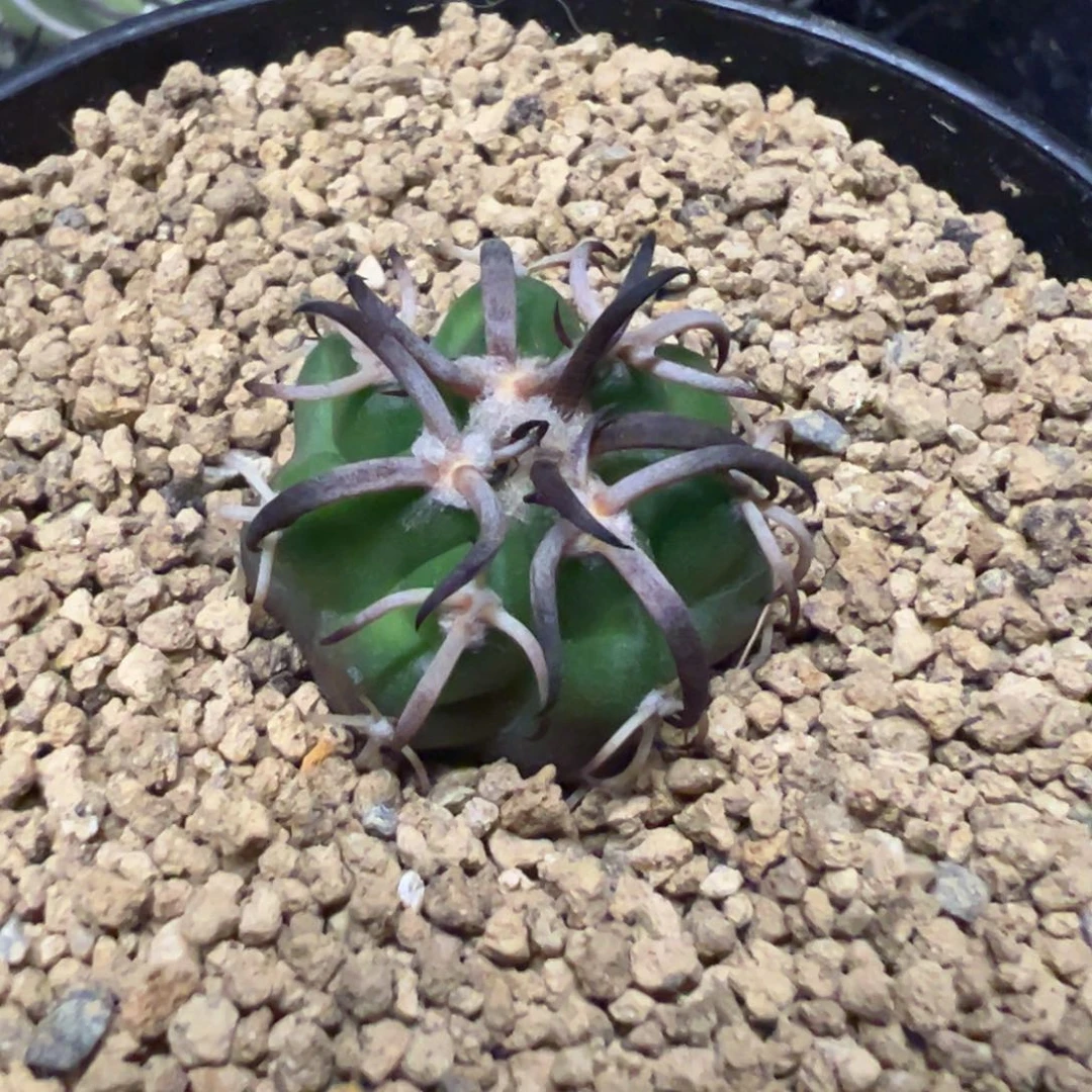 ¹***࿐无花朵仙人球一物一拍