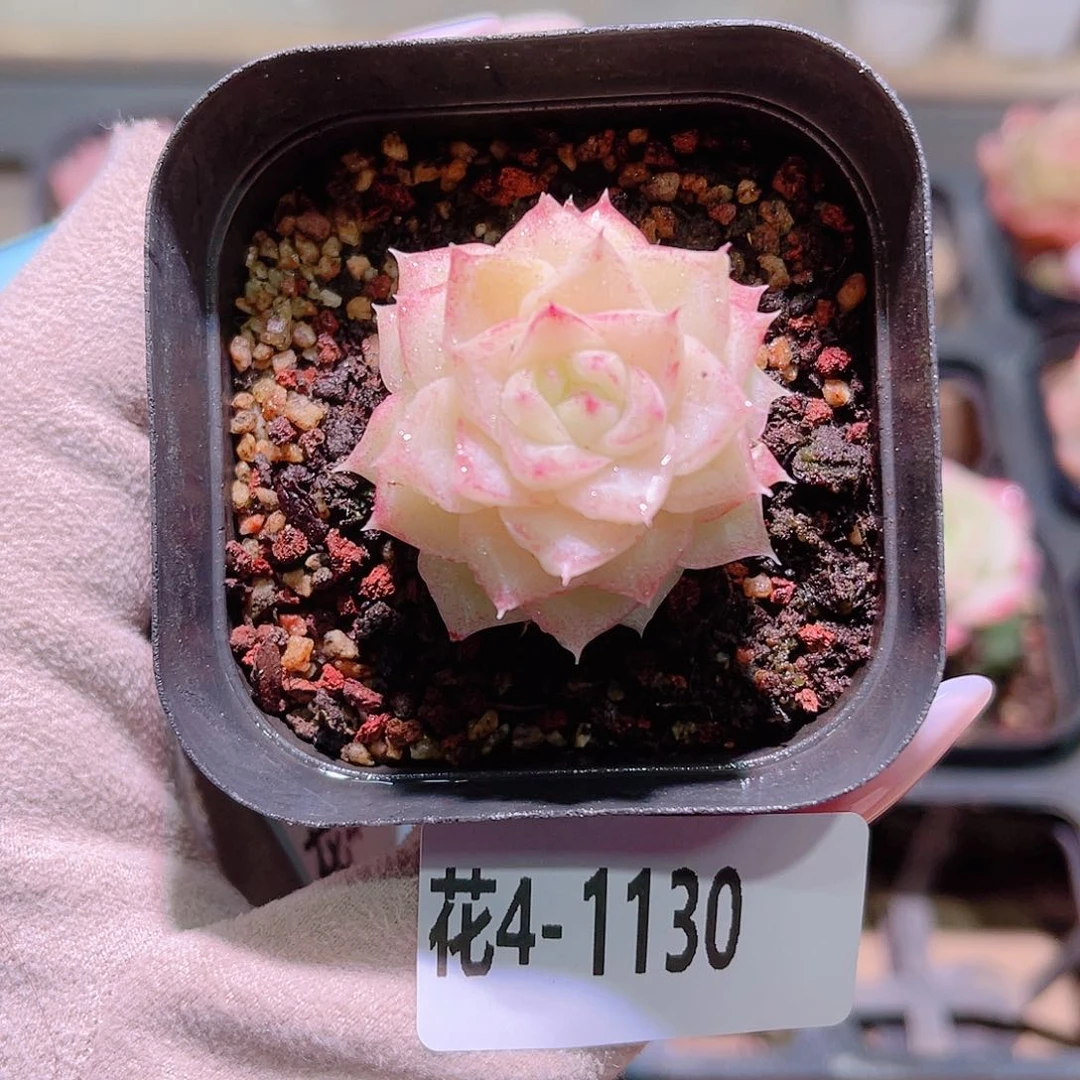 花利美4-1130白天鹅