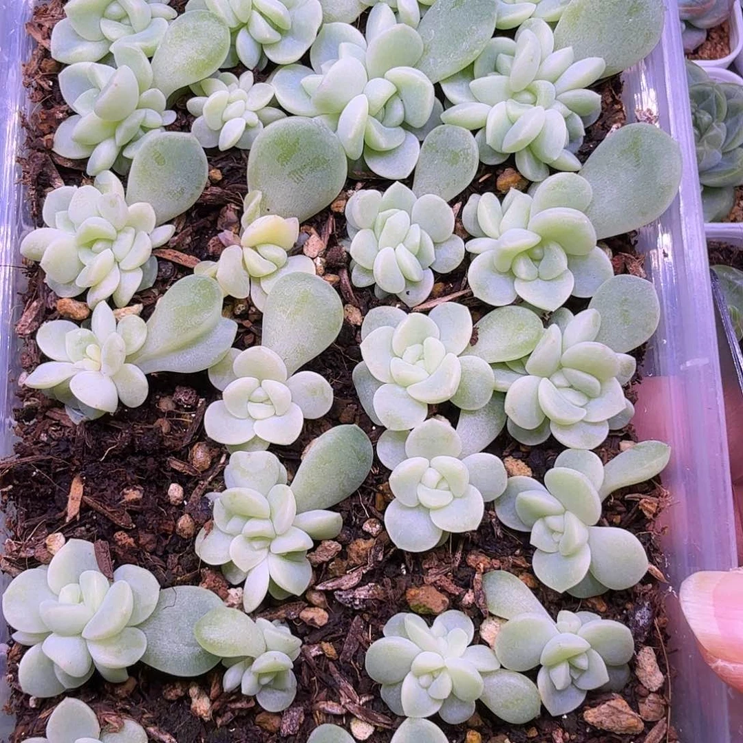 老财12叶插苗一物一拍