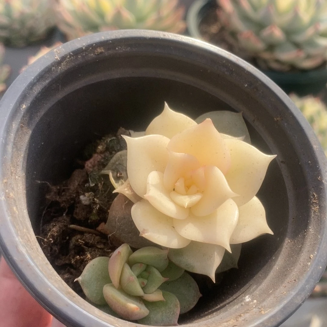 141锦锦锦锦锦锦锦看