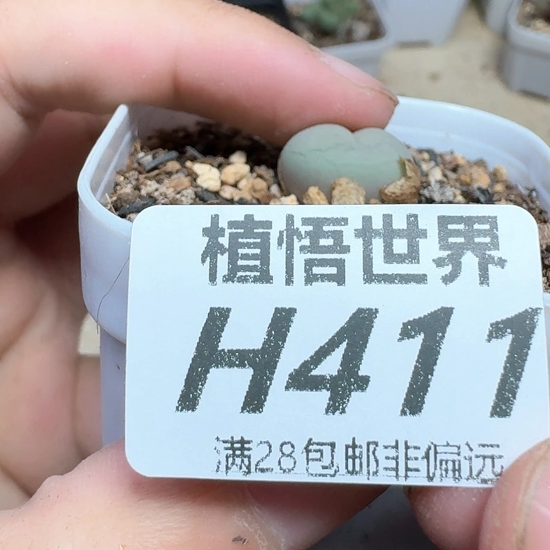 多肉植物的润泽的多