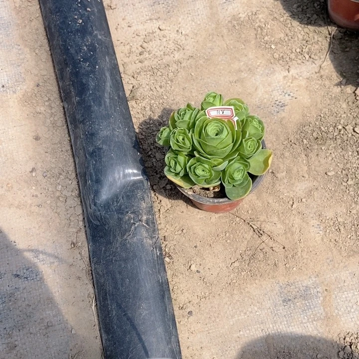 多肉植物小玉群118
