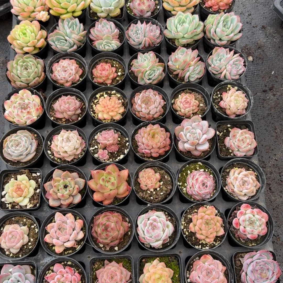 多肉杂交一物一拍17-10