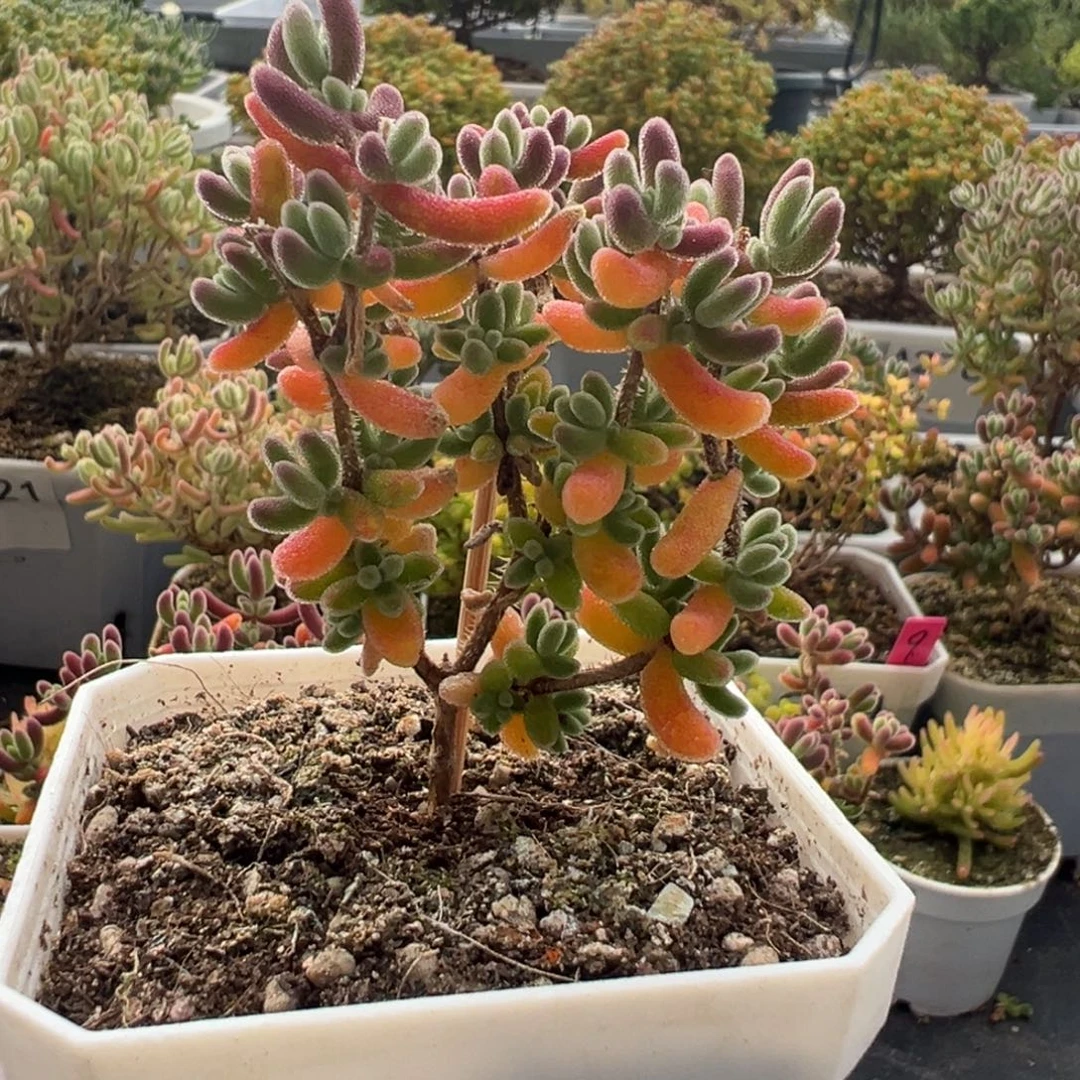 酒****A333红叶枝干一物一拍