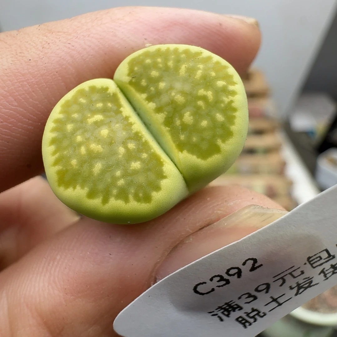 392多肉哈哈哈哈哈哈哈