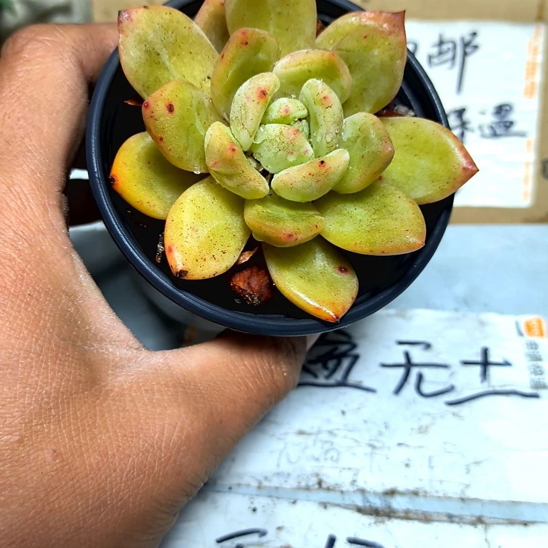 满6元包邮，大颗香槟