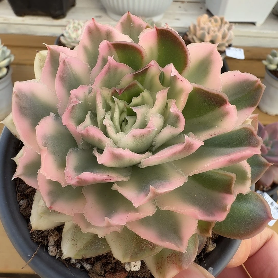 紫蝴蝶锦1111210-54