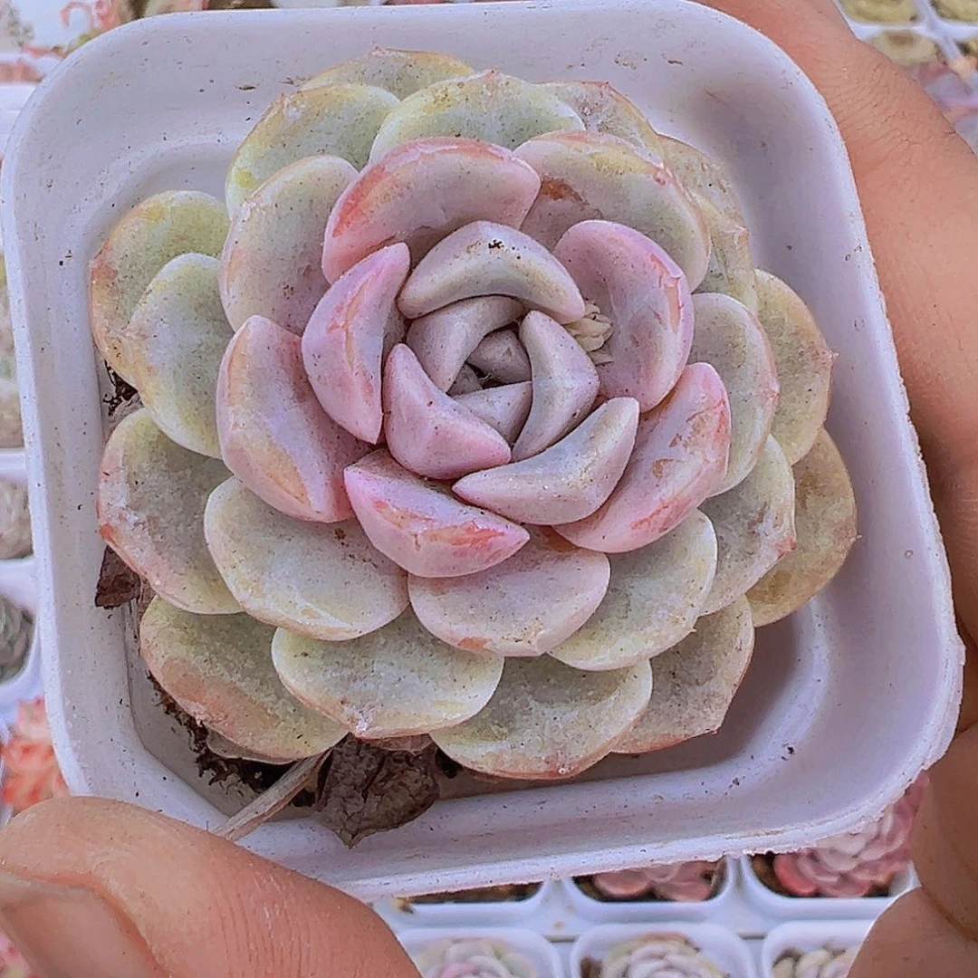 汉堡19包邮多肉植物