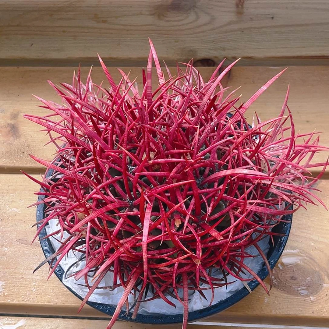 潮流植物大龙冠宽刺狂刺