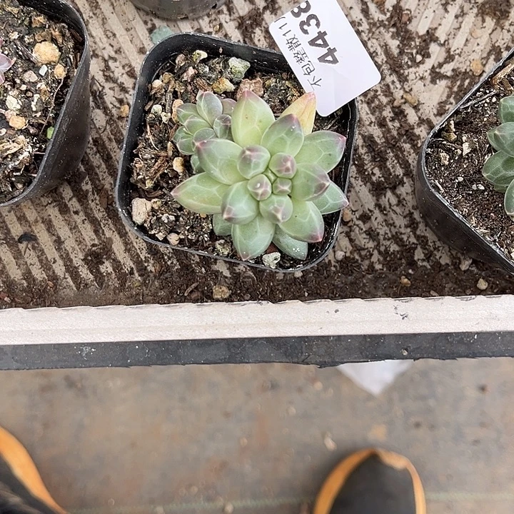 阿雅园艺。         4438