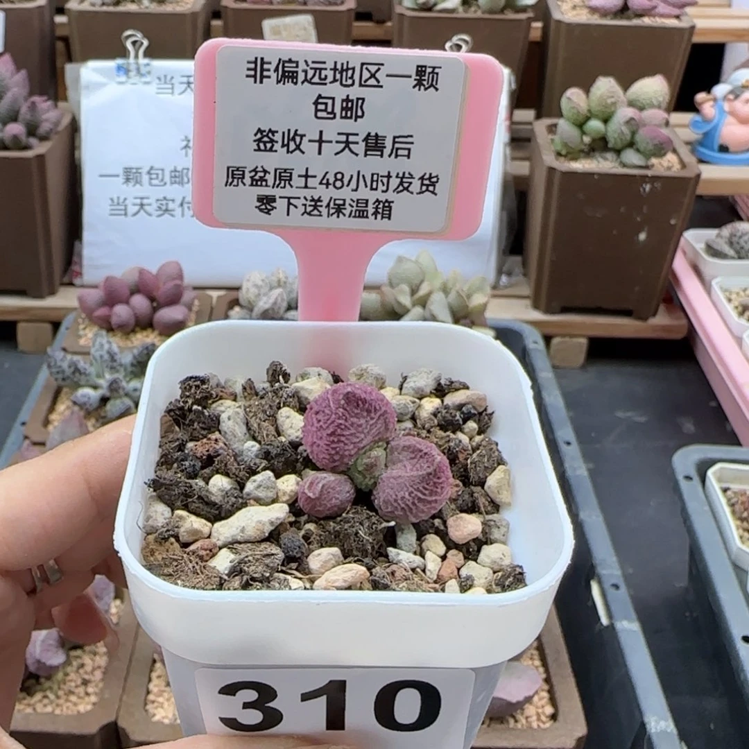310巨猪宝多肉植物