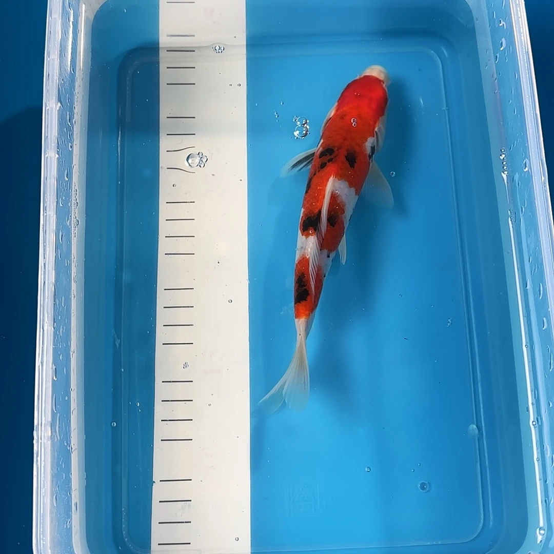 渔悦锦鲤三选大正一尾