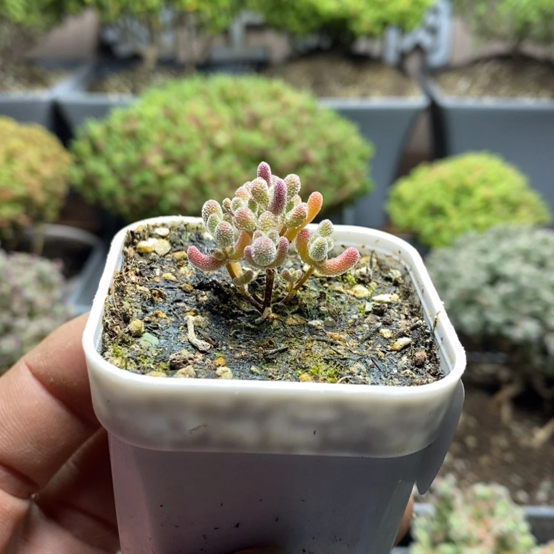 1892实生精控优选冰晶多肉