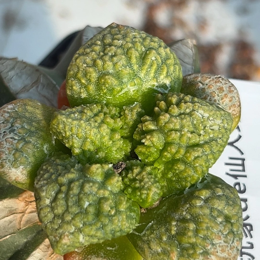 12 仙人球的比赛将于