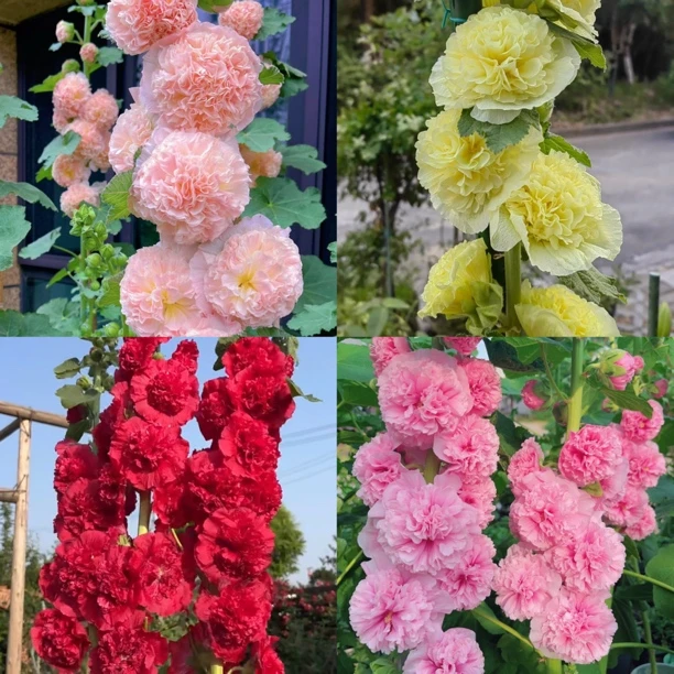 蜀葵【颜色不选】花镜植物庭院阳台春夏秋季易养护种植多年生