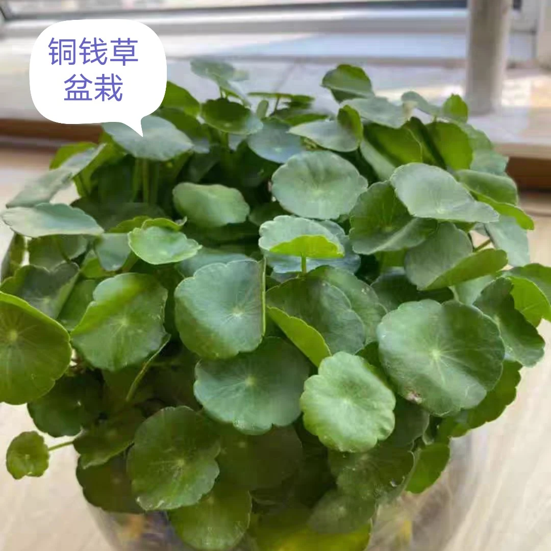 月季花草绿植盆栽土培水培盆栽绿植办公桌摆放盆栽绿植铜钱草