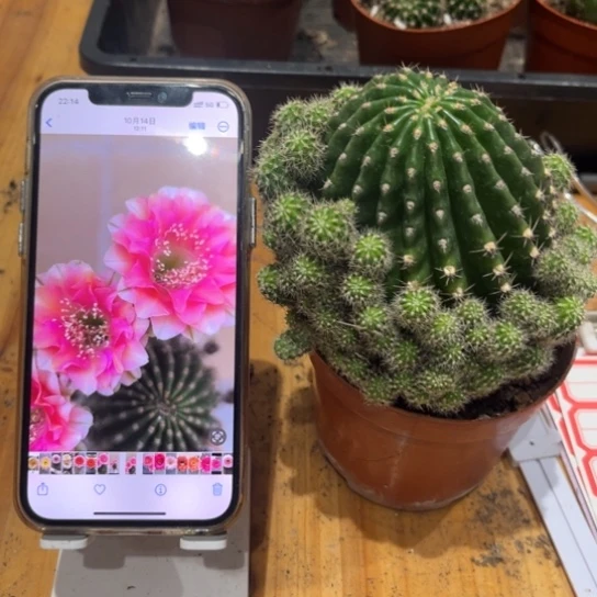 露露金刚复色6公分左右带仔