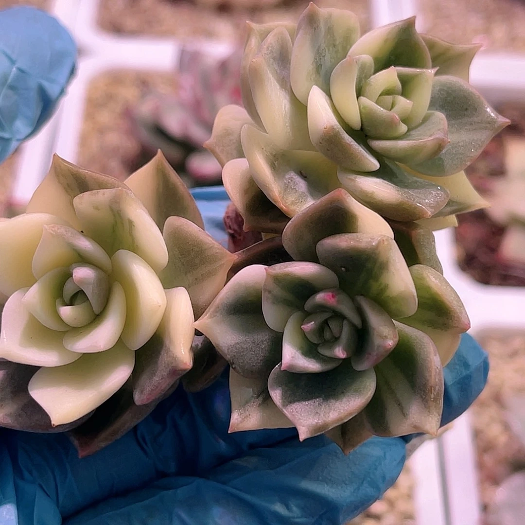 尚品园艺福利锦7798