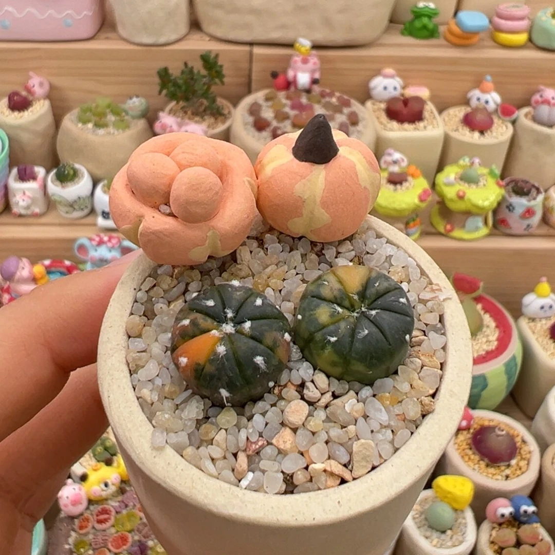 多肉植物45号兜锦
