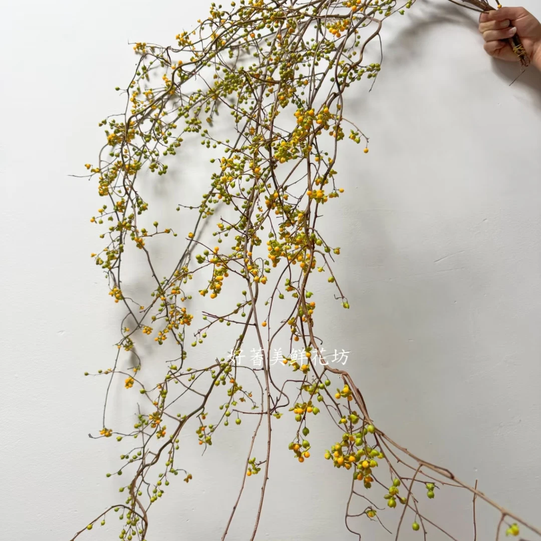 南蛇藤高端花材顺丰冷链包邮