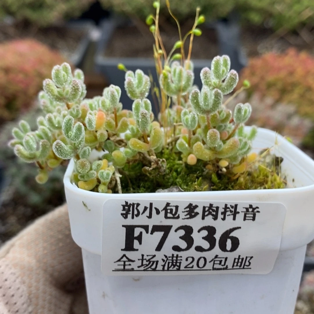 实生冰晶7336枝干番杏