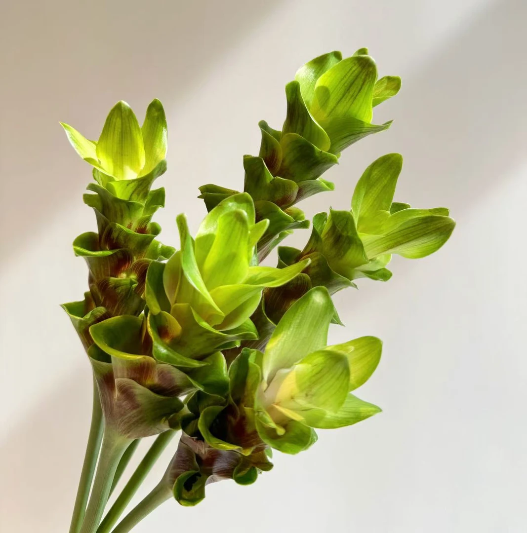【姜荷花】帝王绿姜荷花日常家居鲜切插花花期长易养活一单顺丰包邮