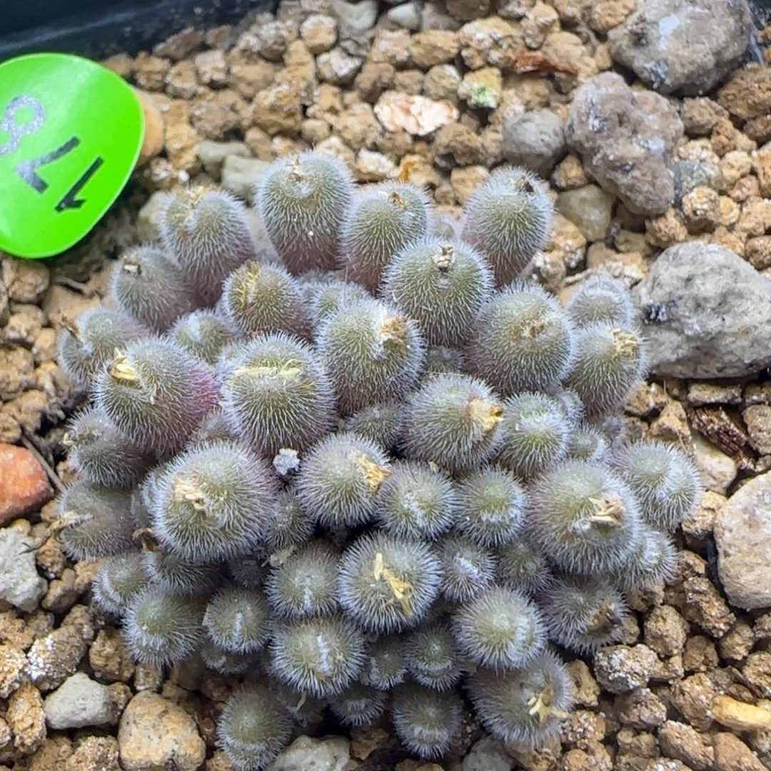 小毛球群多肉植物178