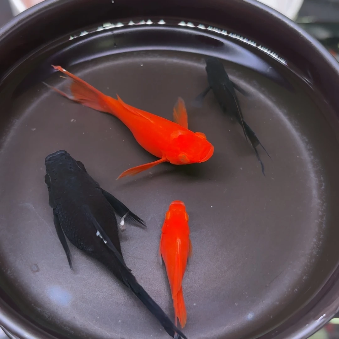 孔雀鱼玛丽球3+1