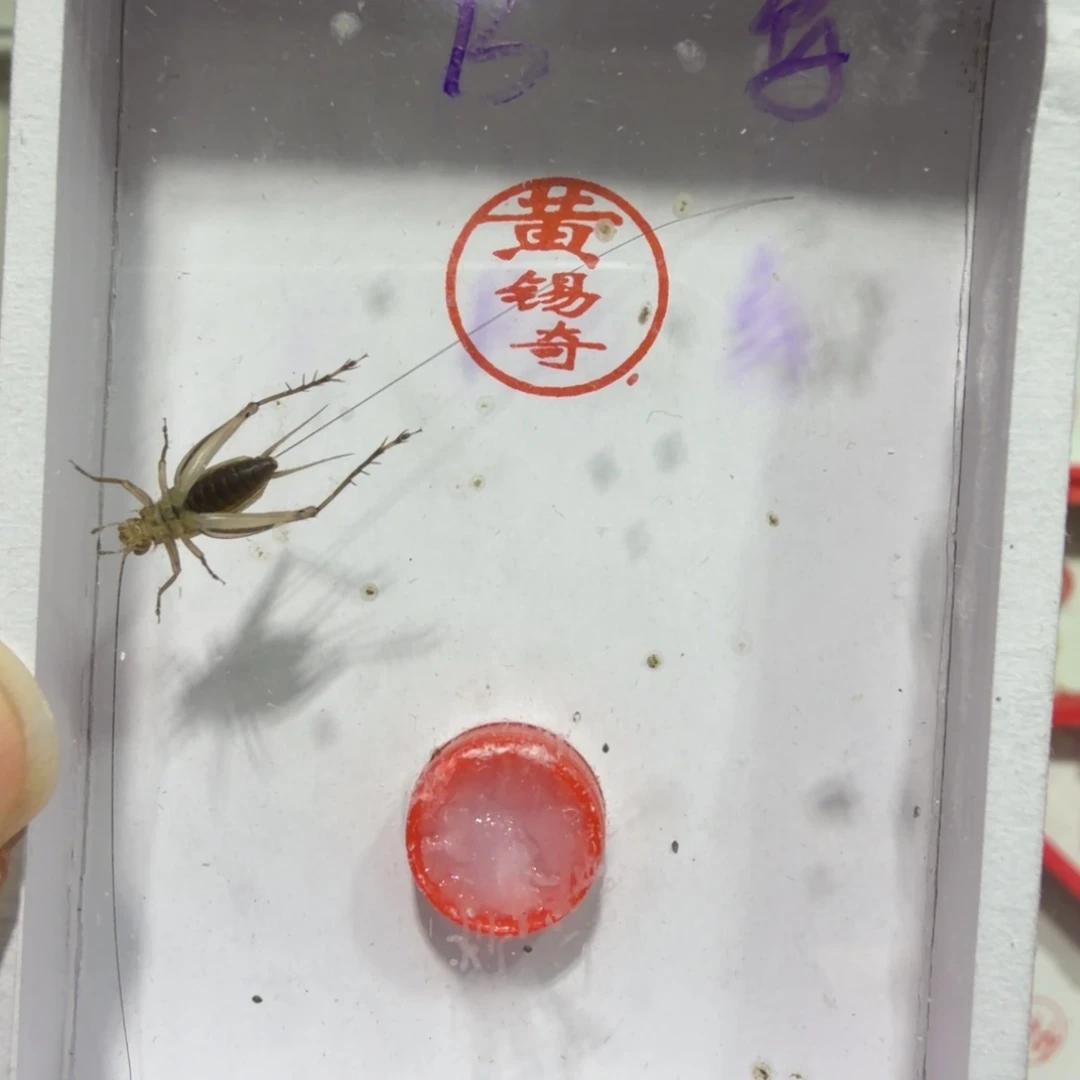 蟋蟀黄总特b一条包邮