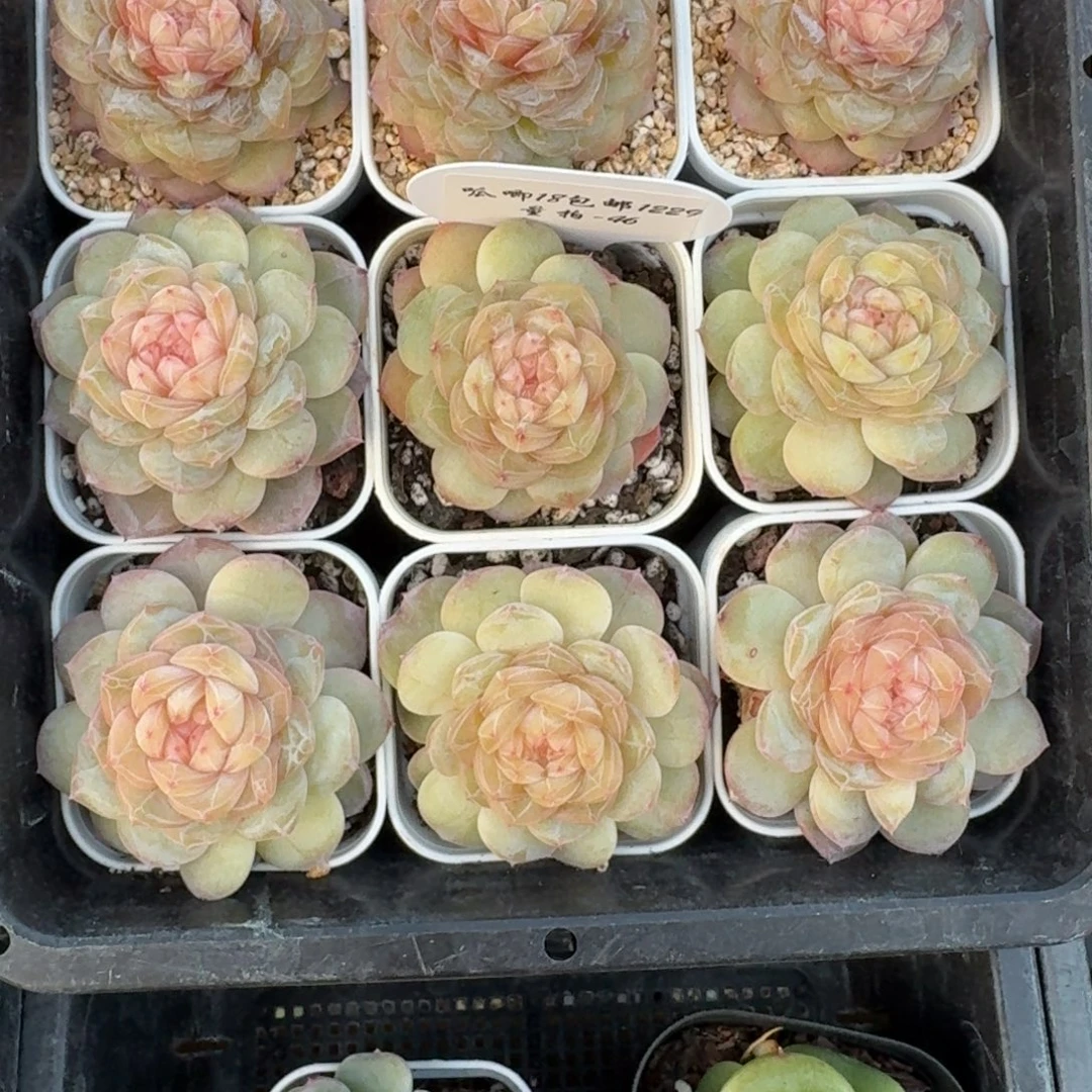 1229-046-晴芸二一颗量拍