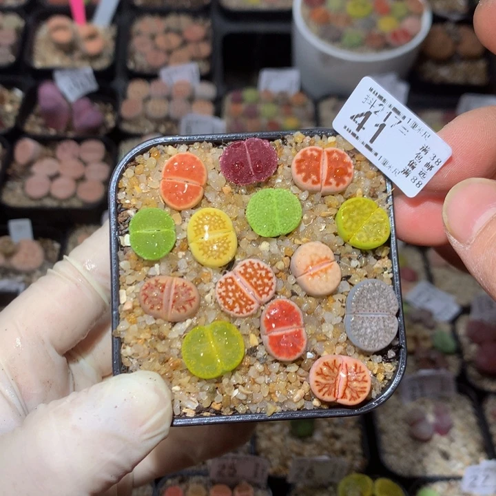 l***?精品生石花217.41