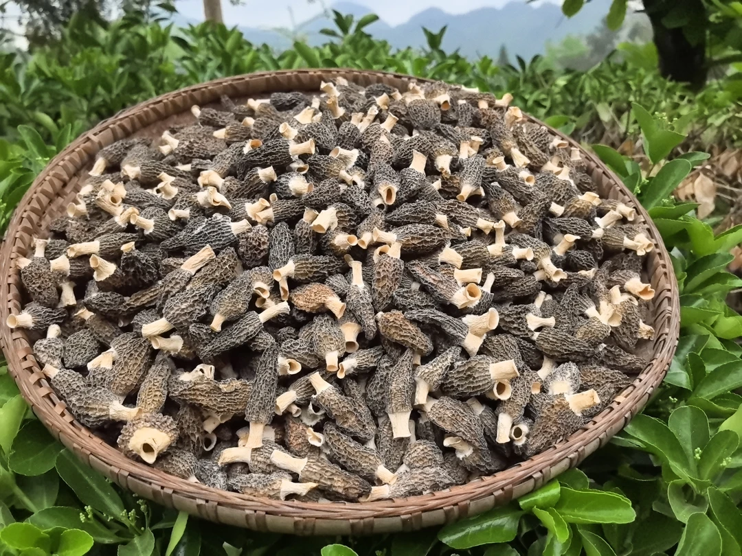 2025年恩施高山富硒精品头茬羊肚菌野生菌干货3-5cm正宗羊肚菌