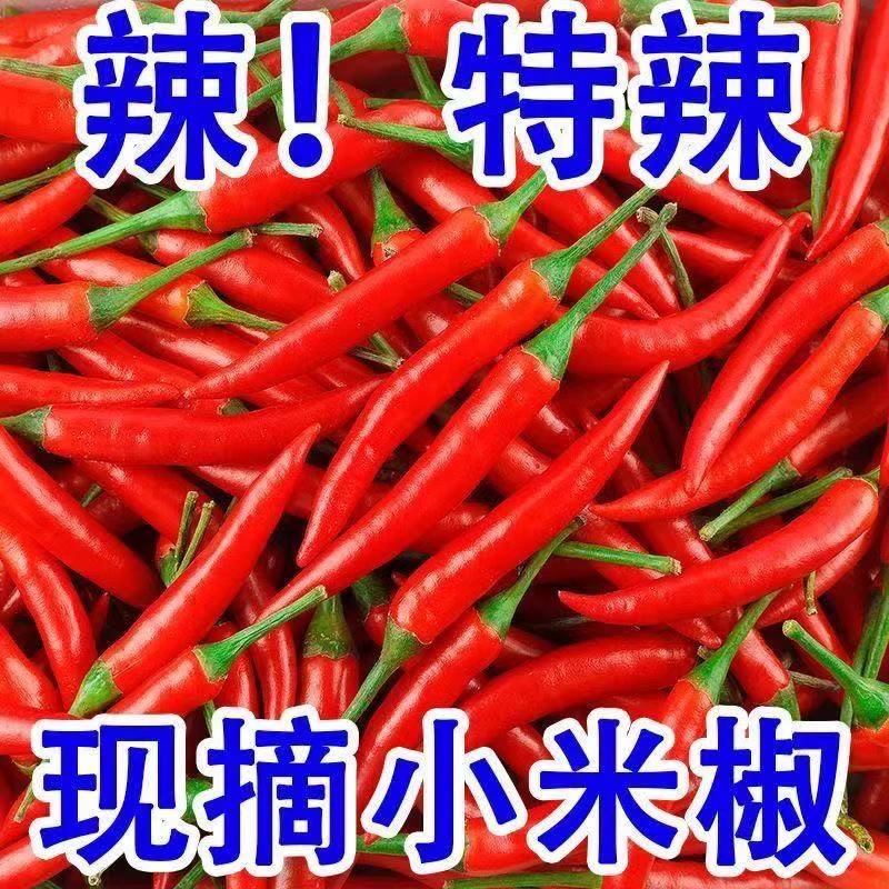 新鲜现摘特辣小米辣可用于餐饮调味的优质蔬菜辣椒