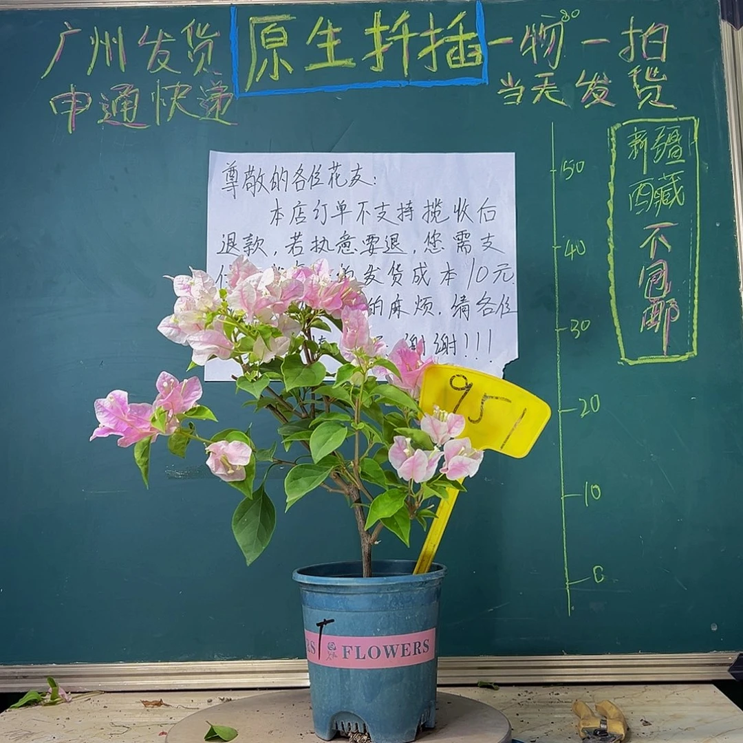 当前无花栽培后可以开花广红樱951