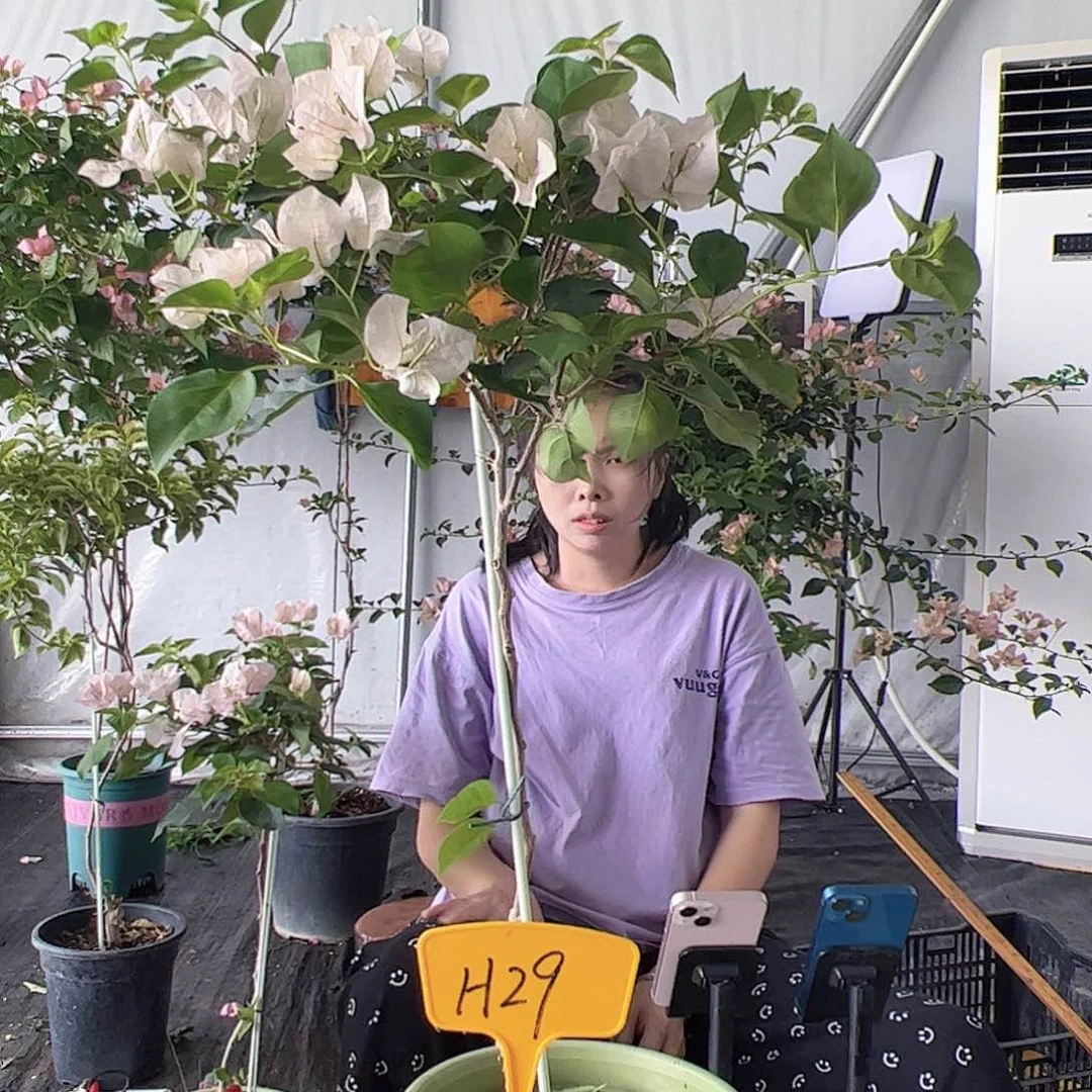 当前无花栽培后可以开花༄**?H29暗丽