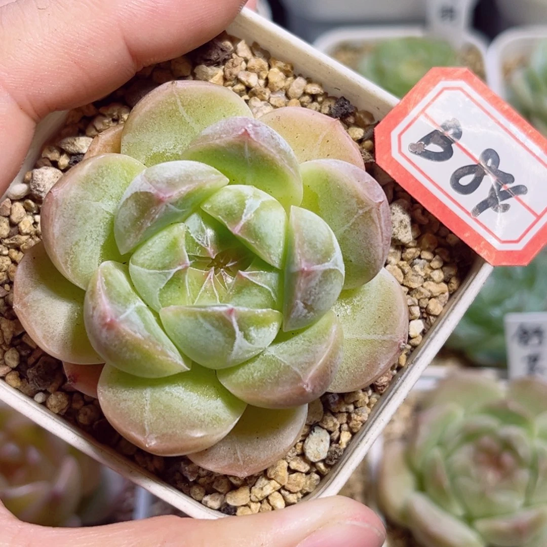 B84 一物一拍 云起