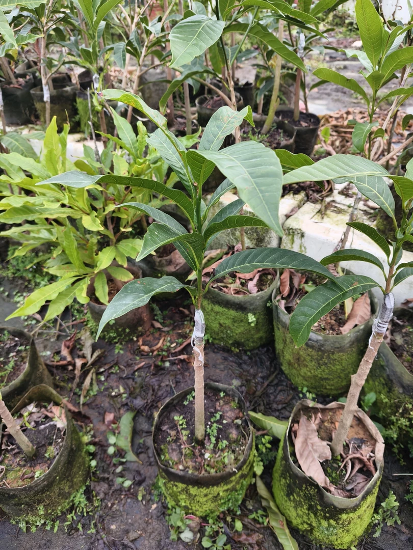 木子精选，浩克绿植