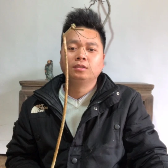 盆景素材盆栽绿植
