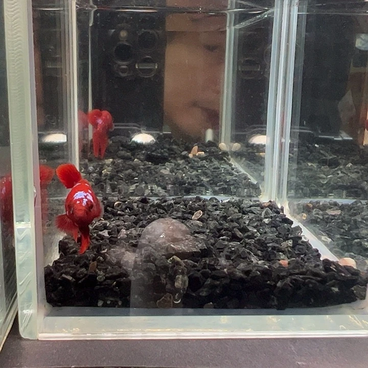 斗鱼竞拍跑单拉黑29日34